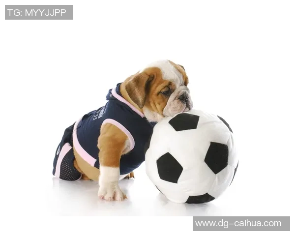 小狗足球玩具带来的快乐时光让宠物与主人共享无尽乐趣与亲密互动